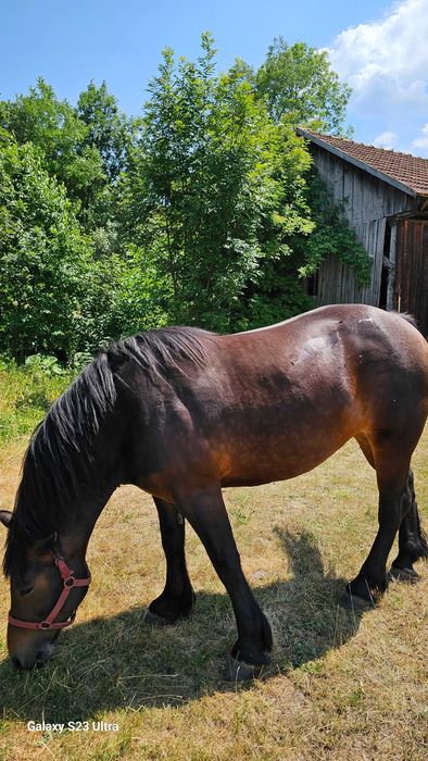 cal de vanzare, 4ani