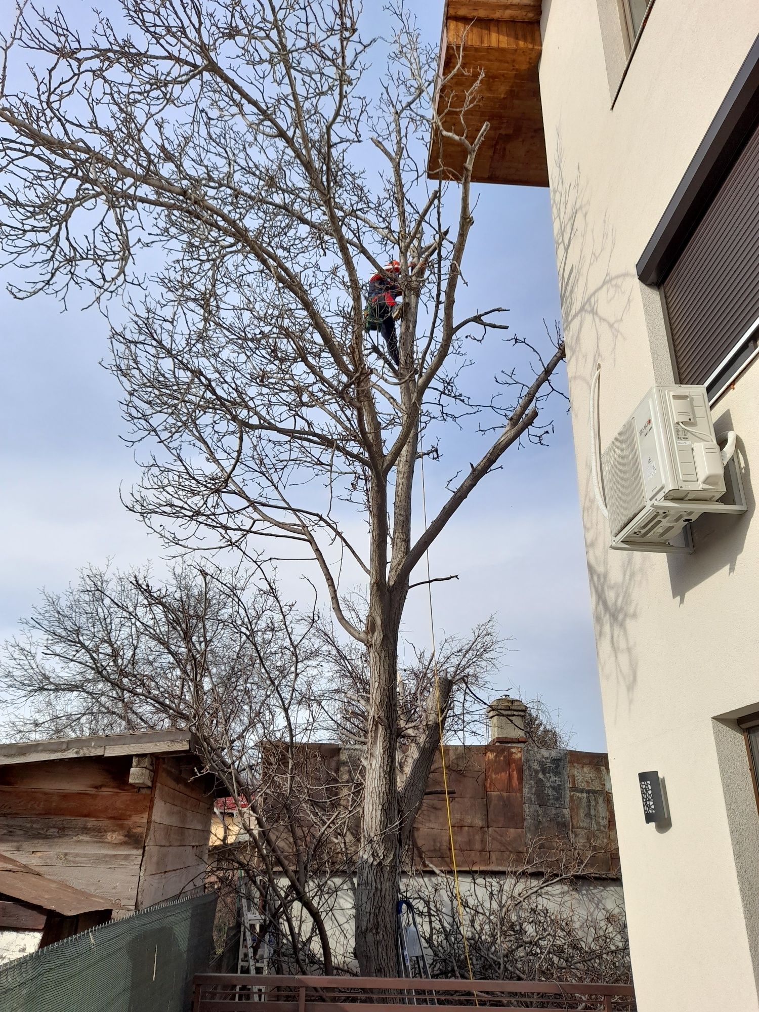 Tăiere copaci defrisari alpinist utilitar bucurești și zonele limitrof