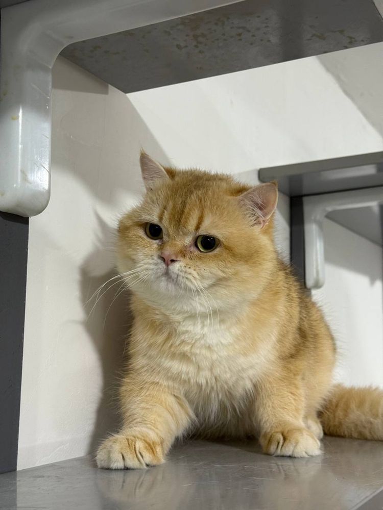 Золатой шиншила кот