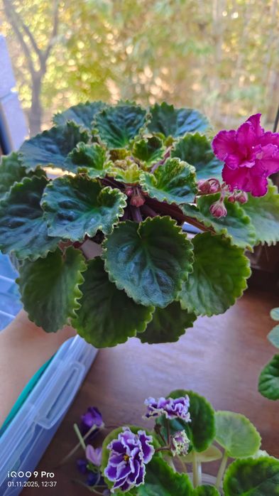 Фиалка сенполия цветущая