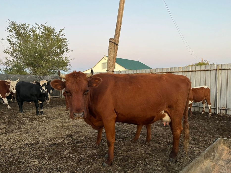 Продам корову на согым!