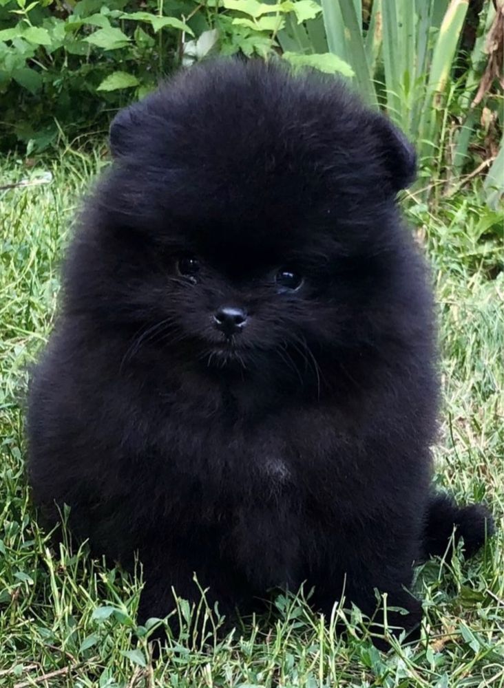 Catelus Pomeranian