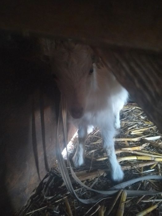 Oaie de vânzare pui