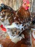 Cocos orpington, familii gaini cochinchina pitic
