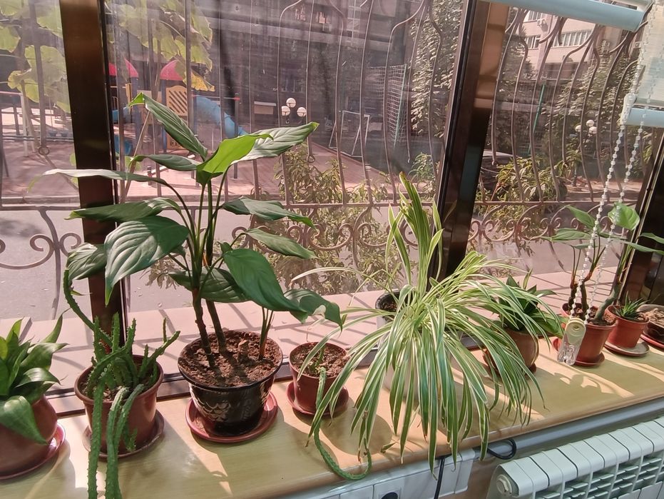 Продам цветы комнатные любой 30000 сум