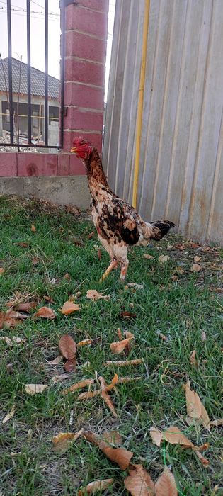 Бойцовый дакан      .