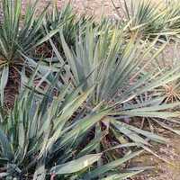 Yuca de gradină (Yucca filamentosa)
