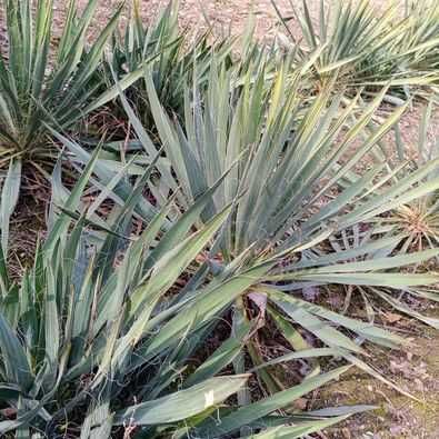 Yuca de gradină (Yucca filamentosa)