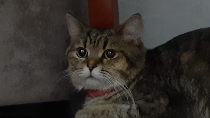 Отдам кота в добрые руки!