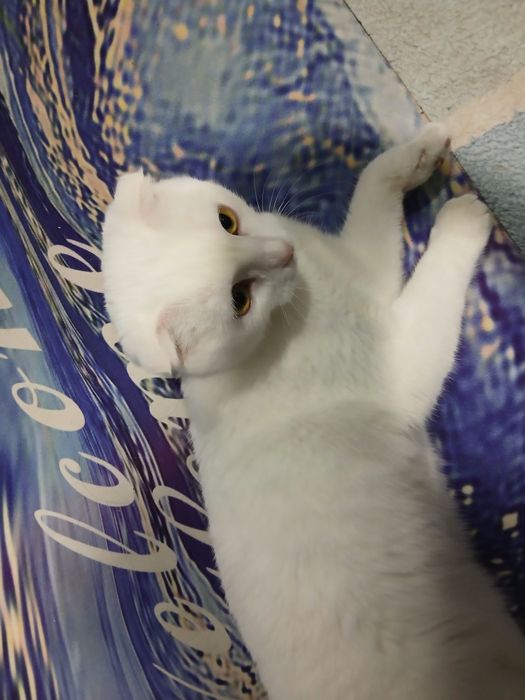 Мушук сотилади зотдор