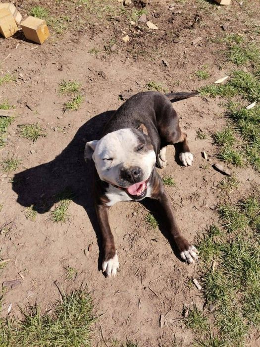 Vind frigider de 2,20 înălțime în stare impecabila proba la fata blocu