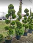 Plante ornamentale