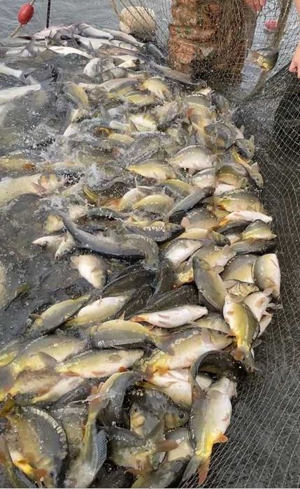 Pește viu de vânzare