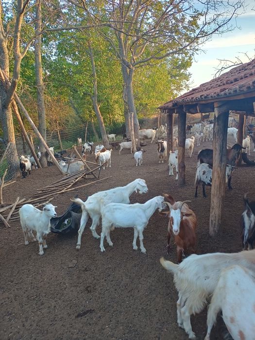 Vând ieduțe  de un an și doi ani și 15 tapi