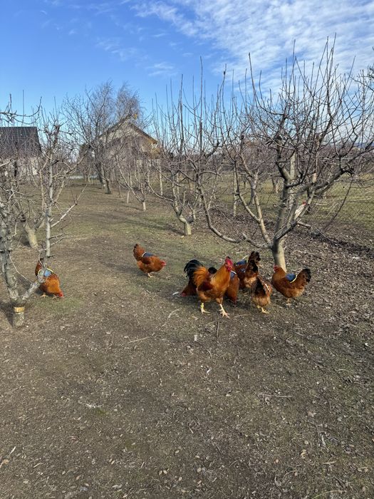 Oua New Hampshire Red pentru incubat