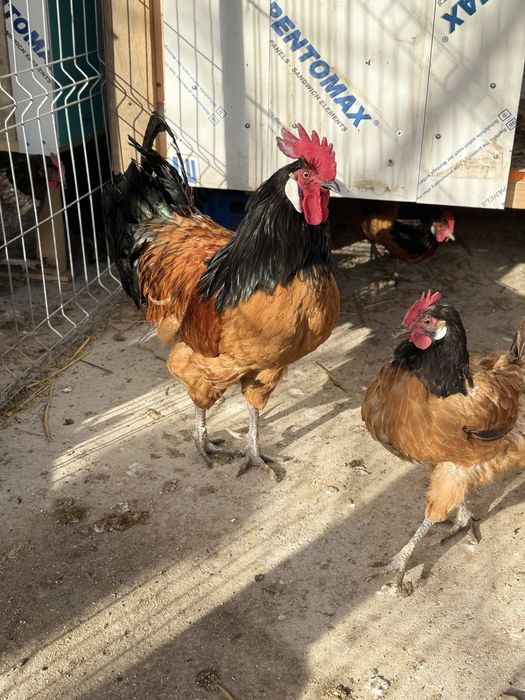 Vând ouă de incubat din difireti rase