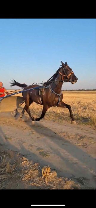 Vand cal trapas 4500€ varinate animale sau masini