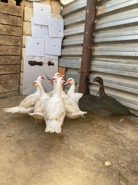 Индаутка сатылады