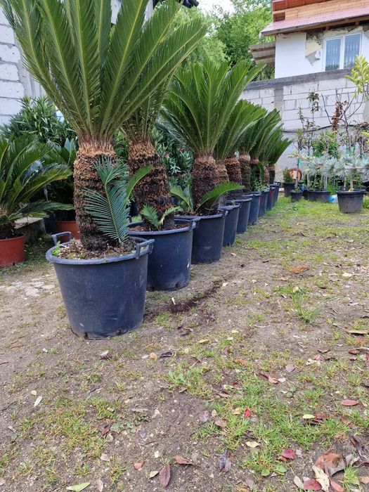 Vând palmier cycas revolut