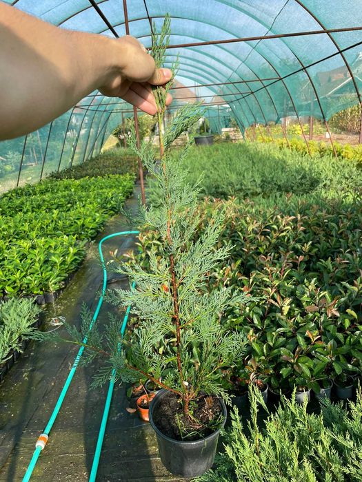 Super Oferta Photinia Red Robin&Leylandii gard viu BIHOR 50-60CM