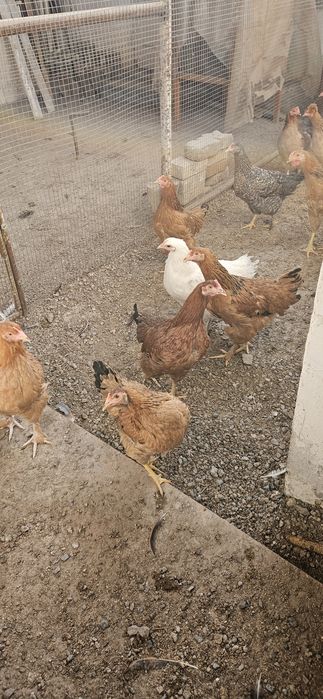 Куры домашние. Птица здоровая, привита.