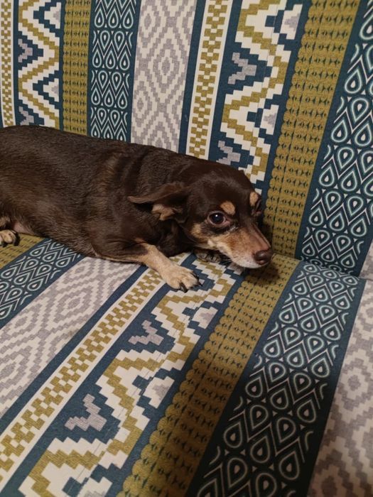 Отдам в добрые руки