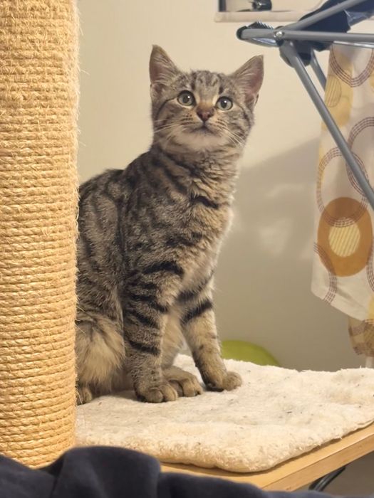 Малко котенце търси дом