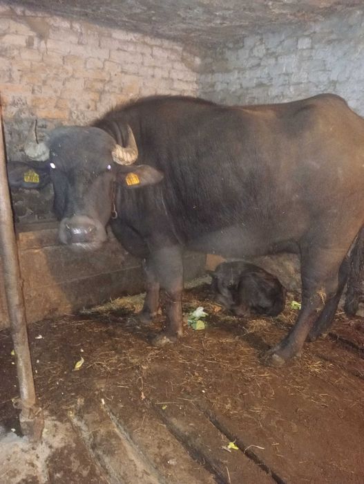 Bivoliță de vânzare. 9000 Lei negociabil.