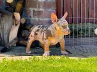 Vand American Bully