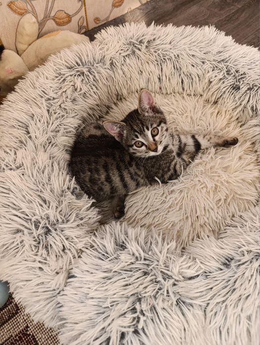 Mushuklar Bepul Котята Бесплатно