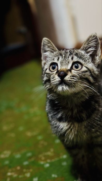 Mushuk tekinga orgatilgan