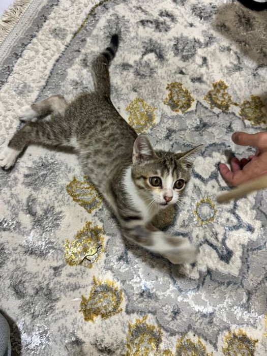 Котёнок мальчик даром