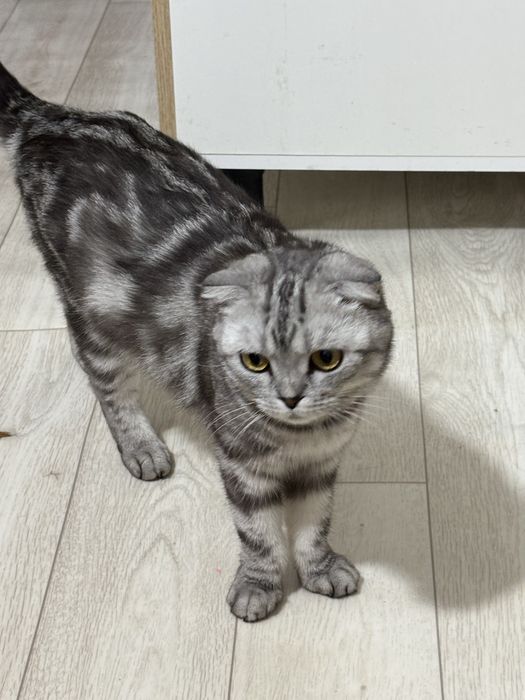 Пародистый кошка