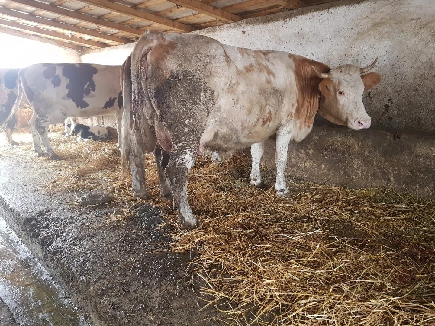 Vaca brună de Maramureș a3a fătare vitel de carne