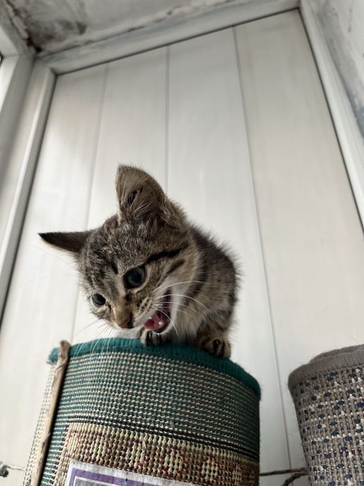 Отдам кота в добрые руки
