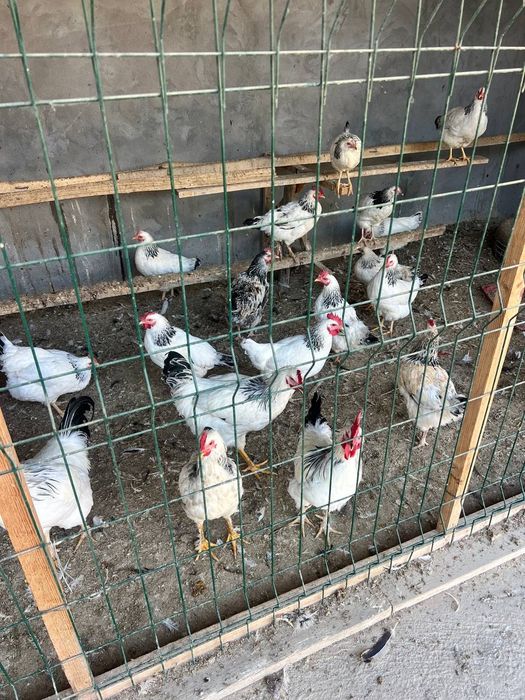 Tovuq sotiladi bruller zotdor