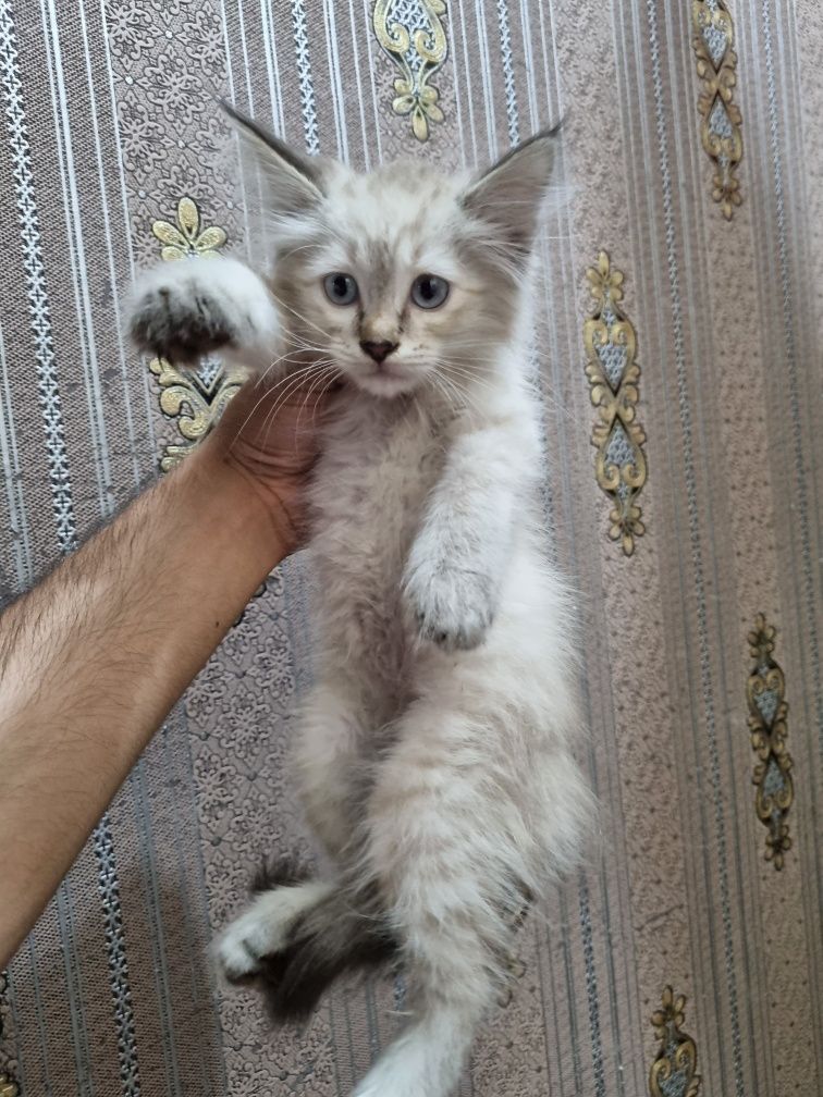 Котёнки кошки котята