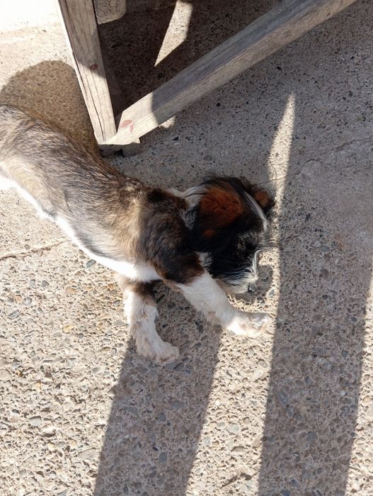 Bichon havanez 2 cățelușe