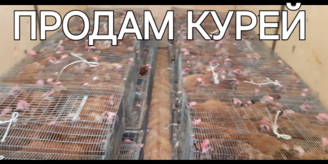 Продам Голланд Курей