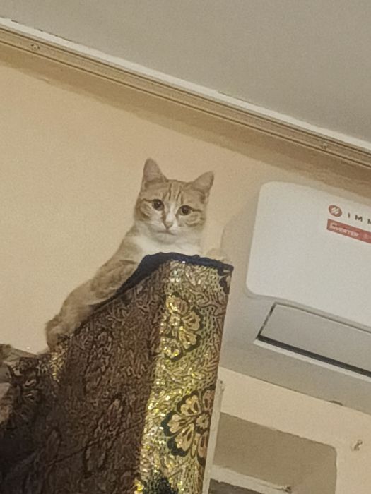 Мушук болалари хадяга берилади