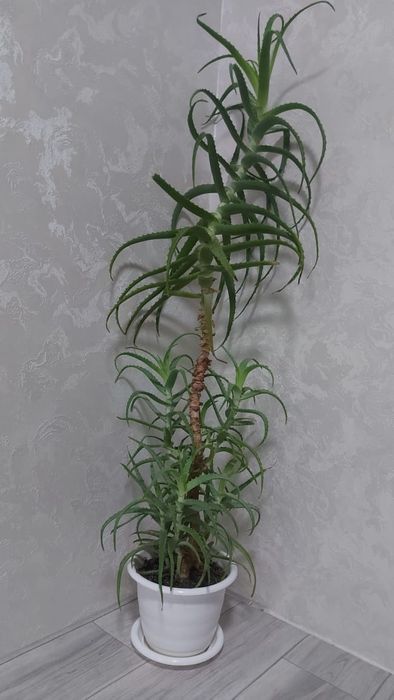 Алоэ древовидное -столетник (лечебное)