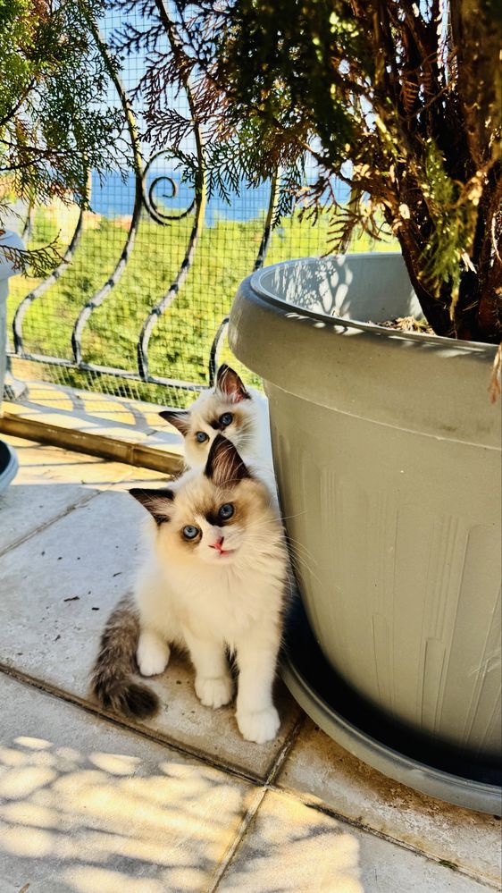 Рагдол котенца на 3 м. търсят своите нови семейства. Ragdoll kittens.