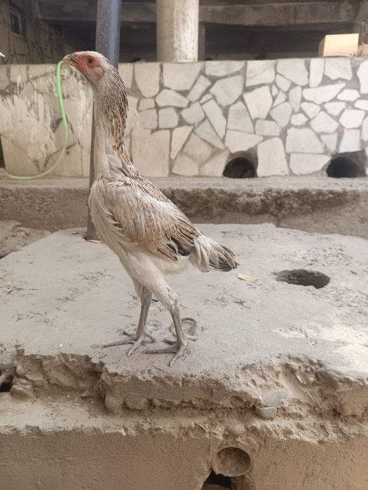 Kulangi tavuqcha sotiladi 3 oylik