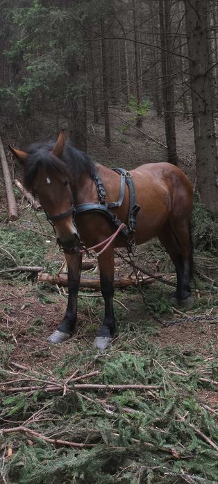 De vânzare manză de 2ani jumate învatata potcovita foarte cuminte