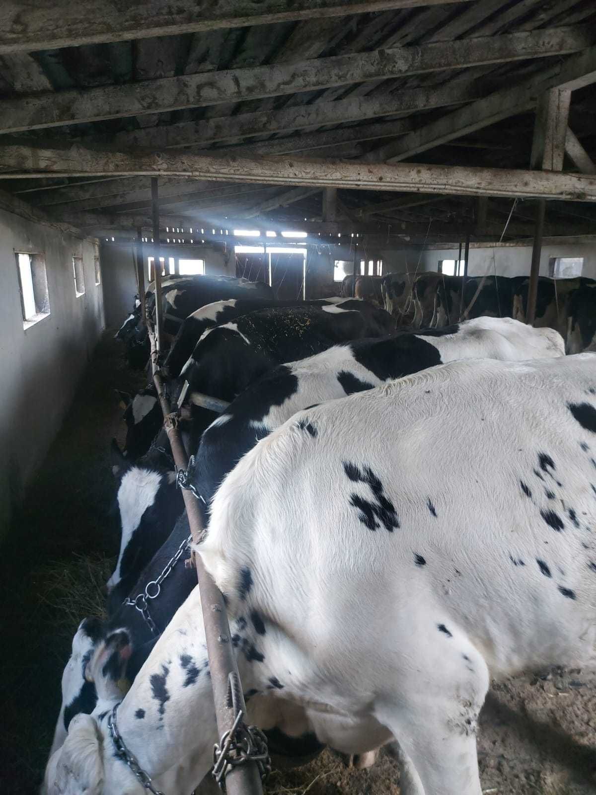 Vand juninci holstein