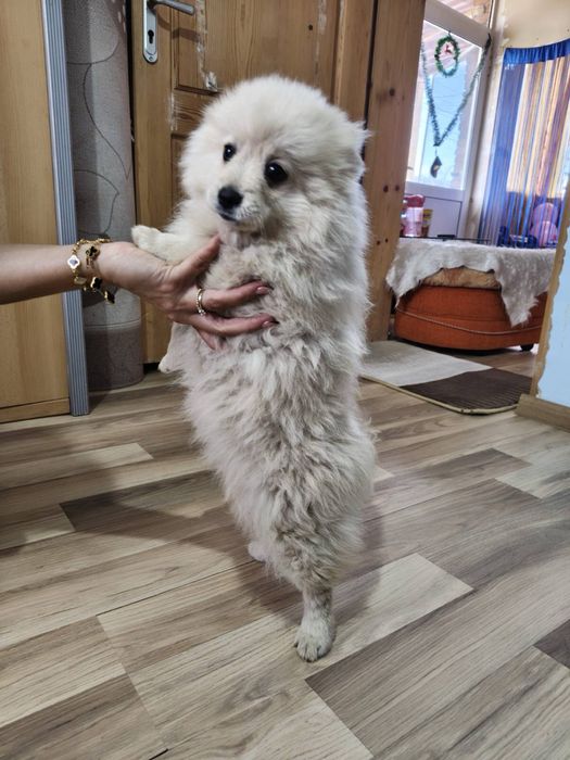 Малки кученца порода померан