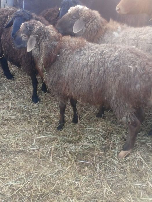 Продам барана(1 голова)