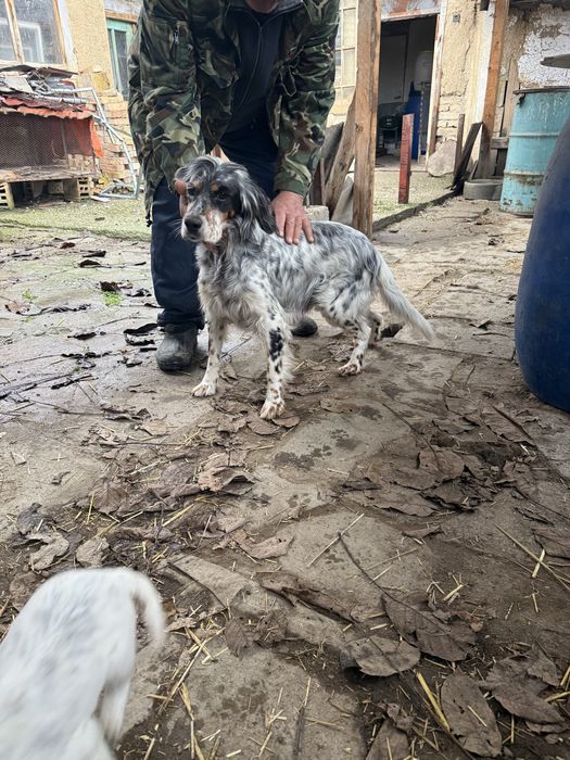 Английски сетери бебета