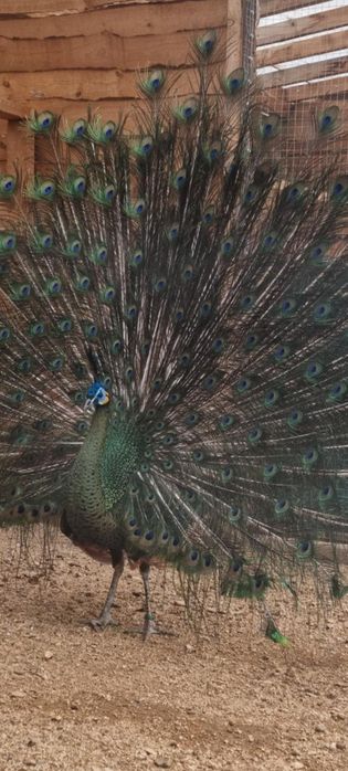 Продавам Пауни чифтове