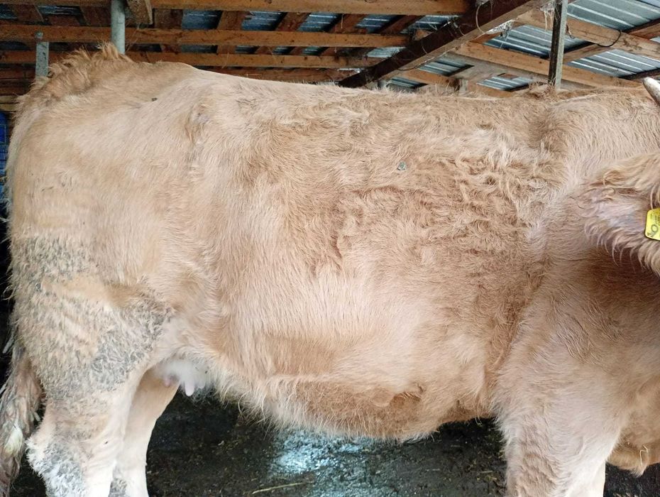 Vind vaca baltata romanesca